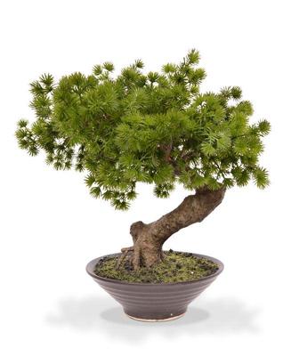 Pinus Bonsai kunstplant in schaal 40cm