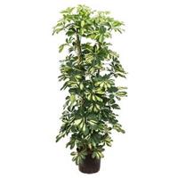 Schefflera gold capella 4pp hydrocultuur plant - thumbnail