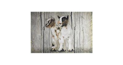 Deurmat Witte Dwerggeitjes (75 x 50 cm) Deurmat Witte Dwerggeitjes (75 x 50 cm)