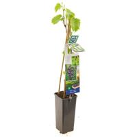 Blauwe druif (vitis vinifera "Muscat Blue") fruitplanten - thumbnail