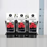 Miniatuurroos (rosa "Zwergenfee"®) - thumbnail