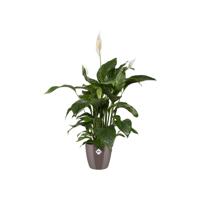 Elho brussels diamond bloempot rond 25 cm oyster pearl - thumbnail