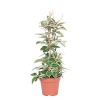 Hoya Carnosa 'Krimson Queen' - P 17 cm - thumbnail