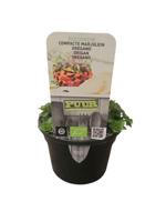 Puur kruiden Origanum vulgare 'Compactum' - Compacte oregano Biologisch - thumbnail