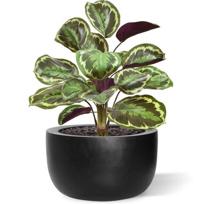 Calathea Ornata kunstboeket 45 cm