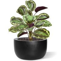 Calathea Ornata kunstboeket 45 cm - thumbnail