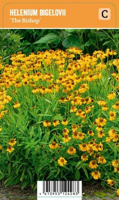 Vips Helenium bigelovii The Bishop - Zonnekruid