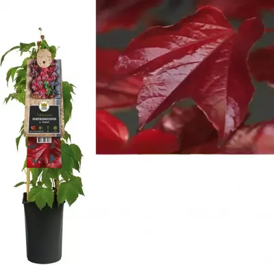Oosterse Wilde Wingerd (Parthenocissus tricuspidata "Veitchii") klimplant