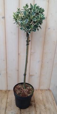 Japanse kardinaalsmuts Euonymus witbont op stam 100 cm Warentuin Natuurlijk - Warentuin natuurlijk