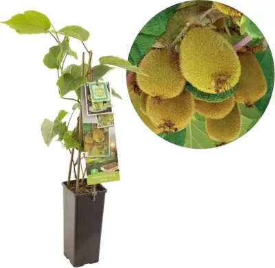 Kiwi plant Actinidia Jenny - Zelfbestuivende kiwi