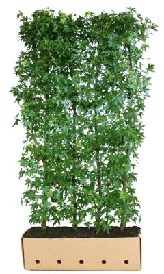 Kant & klaar haag Liquidambar styraciflua worplesdo 200 x 100 cm breed Amerikaanse amberboom Quickhedge - Quickhedge