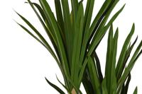 Decoratieve plant DKD Home Decor (80 x 80 x 180 cm) - thumbnail