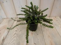 3 stuks! Winterheide roze Erica Warentuin Natuurlijk - Warentuin natuurlijk - thumbnail