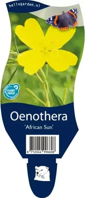 Oenothera African Sun vaste plant Griffioen - Griffioen