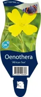 Oenothera African Sun vaste plant Griffioen - Griffioen - thumbnail