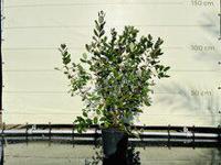 Rode Oleander - hoogte ca 160 cm - thumbnail