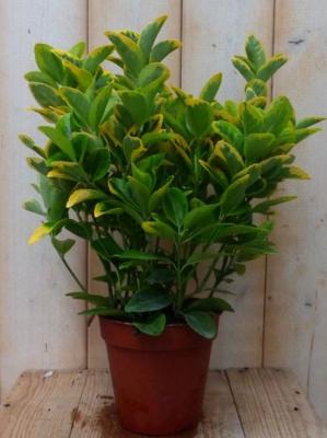 Kardinaalsmuts Euonymus geelbont 30 cm Warentuin Natuurlijk - Warentuin natuurlijk Kardinaalsmuts Euonymus geelbont 30 cm Warentuin Natuurlijk - Warentuin natuurlijk