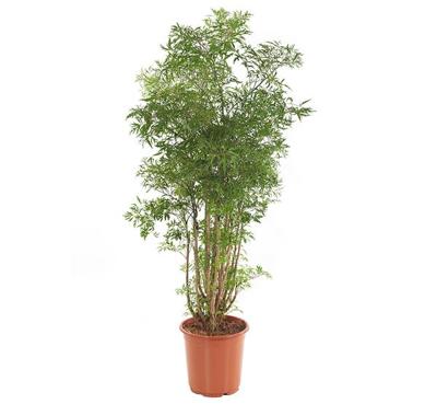 Polyscias 'Ming' (Aralia) P 24 Polyscias 'Ming' (Aralia) P 24