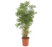 Polyscias &apos;Ming&apos; (Aralia) P 24 - thumbnail