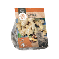 Bloembollen Gember Officinale 1 stuk Baltus - Baltus - thumbnail