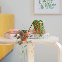 Mini Chinees Lantaarnplantje & Erwtenplantje Duo - P6 - thumbnail