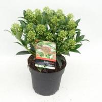 Skimmia (Skimmia Japonica “Marlot”) heester - 20-25 cm (C2) - 6 stuks - thumbnail