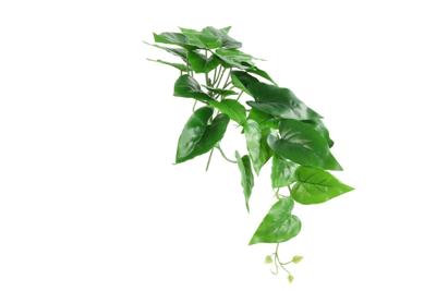 Anubias nana 15x15x49 cm groen Countryfield - Countryfield Anubias nana 15x15x49 cm groen Countryfield - Countryfield