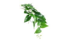 Anubias nana 15x15x49 cm groen Countryfield - Countryfield - thumbnail