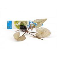 Nymphaea lotus groen - 3 stuks - aquarium plant - thumbnail