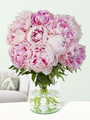 10 zachtroze pioenrozen - Sarah Bernhardt 10 zachtroze pioenrozen - Sarah Bernhardt