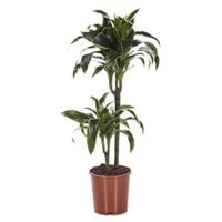 Dracaena dorado XS kamerplant - thumbnail
