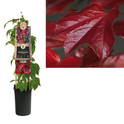 Klimplant Parthenocissus Veitchii - Oosterse Wilde Wingerd