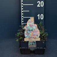 Stekelnootje (acaena microphylla "Kupferteppich") bodembedekker - 6-pack - 1 stuks - thumbnail