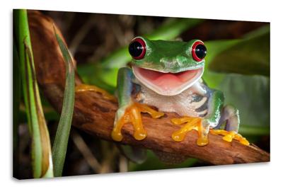 Schilderij - Vrolijke kikker, 2 maten, Premium print