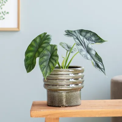 Alocasia Dragon Scale - P12 Alocasia Dragon Scale - P12