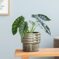 Alocasia Dragon Scale - P12 - thumbnail