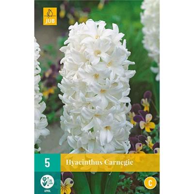 Bloembollen Hyacinthus Carnegie 5st