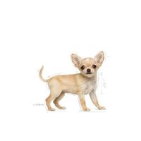 Royal Canin Chihuahua Puppy | Dubbele verpakking | 2 x 500 g | Compleet voer speciaal voor Chihuahua Puppy | tot 8 maanden | Kan helpen om ontlastingsgeur te verminderen - thumbnail