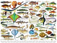 New York Puzzle Company Fish ~ Poissons - 1000 stukjes - thumbnail