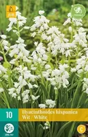 Hyacinthoides hisp. wit bloembollen 10 bollen Spaanse hyacint JUB - Jub - thumbnail
