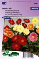 Gerbera Jamesonii zaden Choice mix - thumbnail