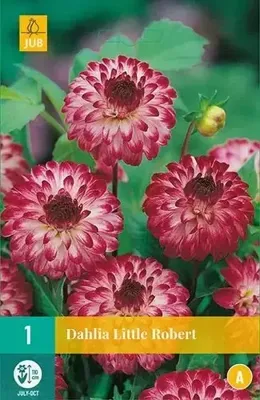 Dahlia Little Robert paars/roze 1 bloembol Dahlia JUB - Jub Dahlia Little Robert paars/roze 1 bloembol Dahlia JUB - Jub