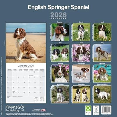 Engelse Springer Spaniel Kalender 2026 Engelse Springer Spaniel Kalender 2026