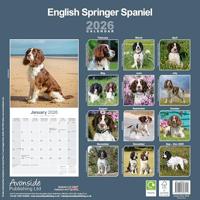 Engelse Springer Spaniel Kalender 2026 - thumbnail