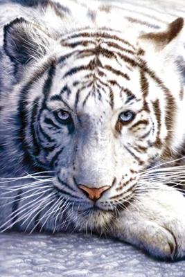 Poster White Tiger 61x91,5cm Poster White Tiger 61x91,5cm