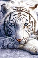 Poster White Tiger 61x91,5cm - thumbnail