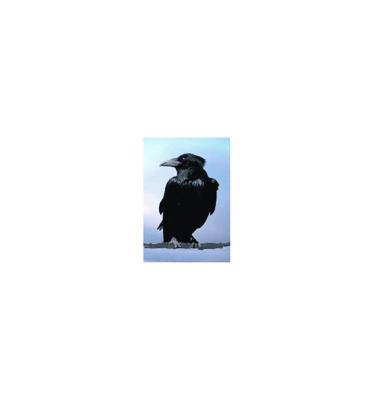 Animal Essences Crow (kraai) 30 Milliliter