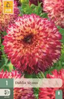 Dahlia Aiyana - thumbnail