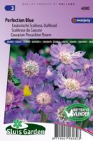 Scabiosa Caucasica zaden Perfection Blue duifkruid - thumbnail
