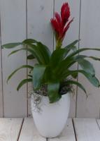 Bromelia witte hoge pot 40 cm Warentuin Natuurlijk - Warentuin natuurlijk - thumbnail